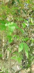 Allophylus guaraniticus