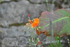 Primula cockburniana