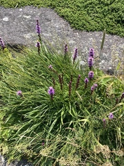 Liatris helleri
