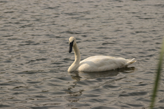 Cygnus buccinator