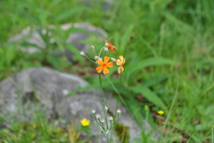 Primula cockburniana