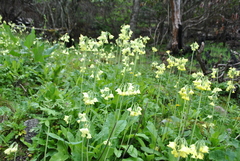 Primula sikkimensis
