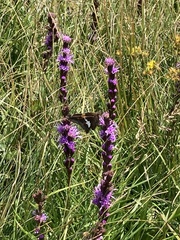 Liatris helleri