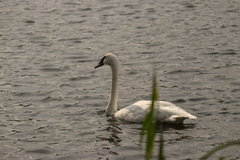 Cygnus buccinator
