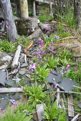 Primula secundiflora