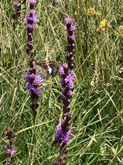 Liatris helleri