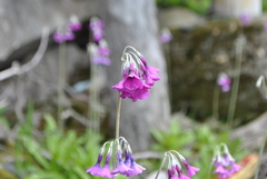 Primula secundiflora