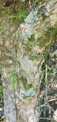 Allophylus guaraniticus