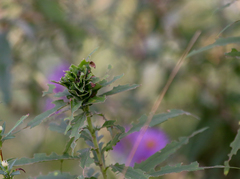 Rhopalomyia solidaginis