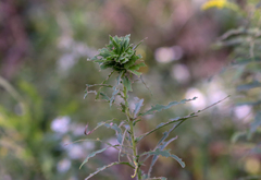 Rhopalomyia solidaginis