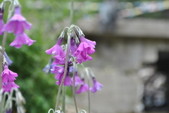 Primula secundiflora