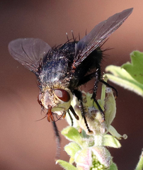 Archytas analis