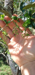 Berberis laurina