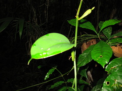 Philodendron fragrantissimum