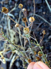 Pentzia