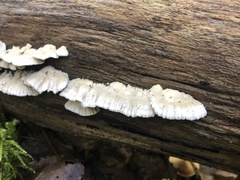 Osteina undosa