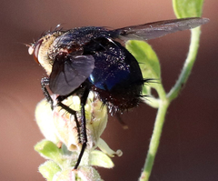 Archytas analis