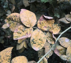 Phragmidium mucronatum