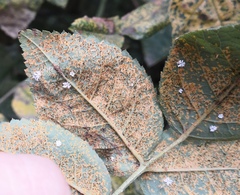 Phragmidium mucronatum