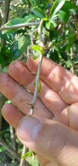 Berberis laurina