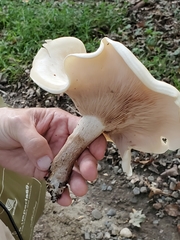 Clitocybe phyllophila