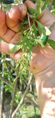 Berberis laurina