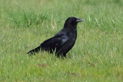 Corvus corone