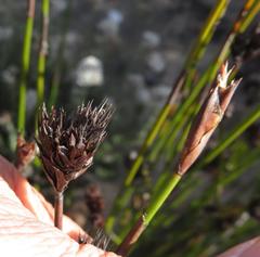 Restio sieberi