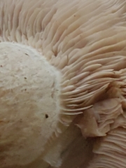 Clitocybe phyllophila