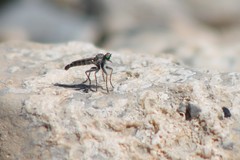 Stackelberginia cerberus