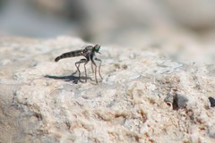 Stackelberginia cerberus