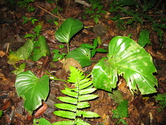 Philodendron fragrantissimum