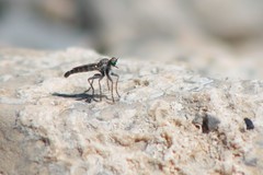 Stackelberginia cerberus