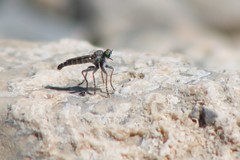 Stackelberginia cerberus