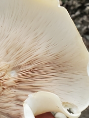 Clitocybe phyllophila