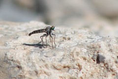 Stackelberginia cerberus
