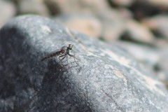 Stackelberginia cerberus