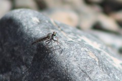 Stackelberginia cerberus