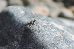 Stackelberginia cerberus
