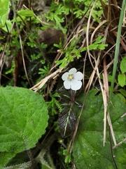 Phinaea multiflora