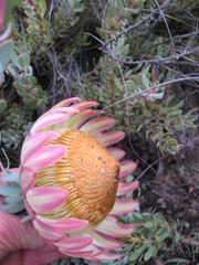 Protea sulphurea