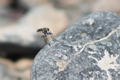 Stackelberginia cerberus