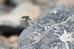 Stackelberginia cerberus