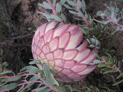 Protea sulphurea