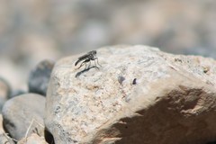 Stackelberginia cerberus