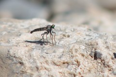 Stackelberginia cerberus