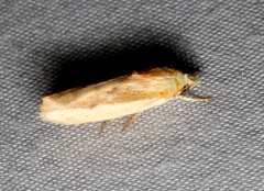 Earias huegeliana