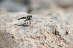 Stackelberginia cerberus