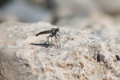 Stackelberginia cerberus