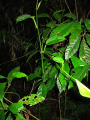 Philodendron fragrantissimum